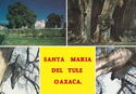 Santa María del Tule