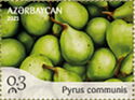 Pear (Pyrus communis)