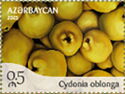 Quince (Cydonia oblonga)