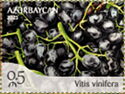 Grapes (Vitis vinifera)