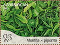 Peppermint (Mentha × piperita)