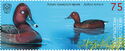 Ferruginous Duck (Aythya nyroca)