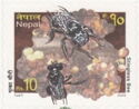Stingless Bees