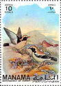 Desert Wheatear