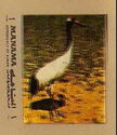 Red-Crowned Crane (Grus japonensis)