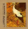 White Stork (Ciconia ciconia)