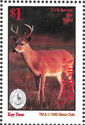 Florida Key Deer (Odocoileus virginianus clavium)