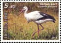 White Stork (Ciconia ciconia)