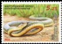 Caspian Whipsnake (Dolichophis caspius)