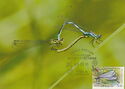 Northern Damselfly (Coenagrion hastulatum)