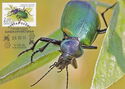 European Calosoma Beetle (Calosoma sycophanta)