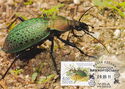 Ground Beetle (Carabus constricticollis)