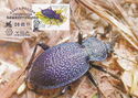 Ground Beetle (Carabus caucasicus)