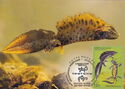 Northern Crested Newt (Triturus cristatus)