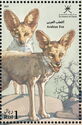 Arabian Red Fox (Vulpes vulpes arabica)