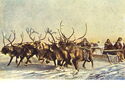 Reindeer sled racing is a favorite sport among the Nenets
