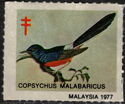 Copsychus malabaricus