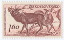 Red Deer (Cervus elaphus)
