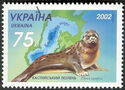 Caspian Seal (Phoca caspica)