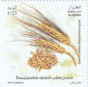 Massinissa Durum Wheat