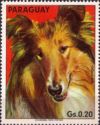 Collie (Canis lupus familiaris)