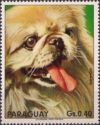 Pekinese (Canis lupus familiaris)