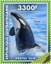 Killer Whale (Orcinus orca)