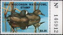 Blue-winged teal (Anas discors)