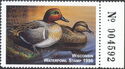 Green-winged teal (Anas carolinensis)