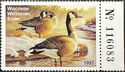 Canada goose (Branta canadensis)