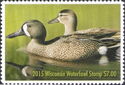Blue-winged teal (Spatula discors)