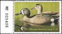 Blue-winged teal (Spatula discors)