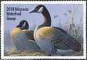 Canada goose (Branta canadensis)