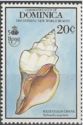 West Indian Chank Shell (Turbinella angulata)