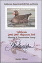 Greater white-fronted goose (Anser albifrons)