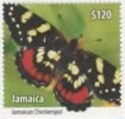 Jamaican Checkerspot (Atlantea pantoni)