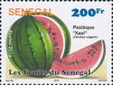 African Melon “Xaal” (Citrullus vulgaris)