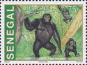 Western Lowland Gorilla (Gorilla gorilla gorilla)