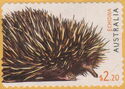 Echidna (Tachyglossus aculeatus)
