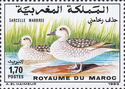 Marbled Teal (Marmaronetta angustirostris)