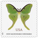 Luna Moth (Actias luna)