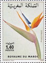 Strelitzia sp.