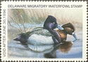 Lesser scaup (Aythya affinis)