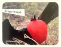 Frigatebird- Sticker no. 6