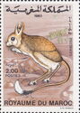 Lesser Egyptian Jerboa (Jaculus jaculus)