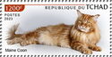Maine Coon