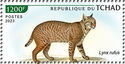 Lynx rufus