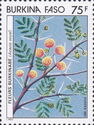 Acacia seyal