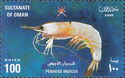 Indian Prawn (Fenneropenaeus indicus)