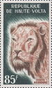 Lion (Panthera leo)